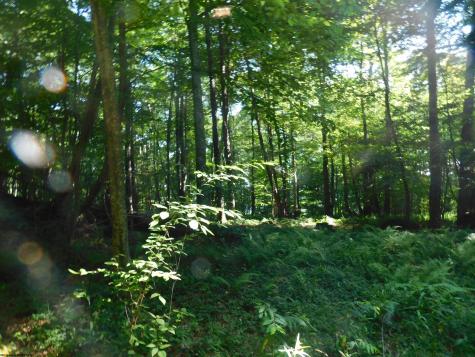 7 Cherry Wood Lane Terra Alta WV 26764